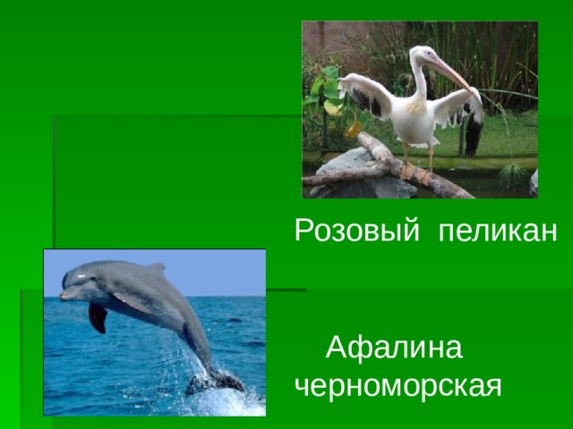 Розовый пеликан Афалина черноморская