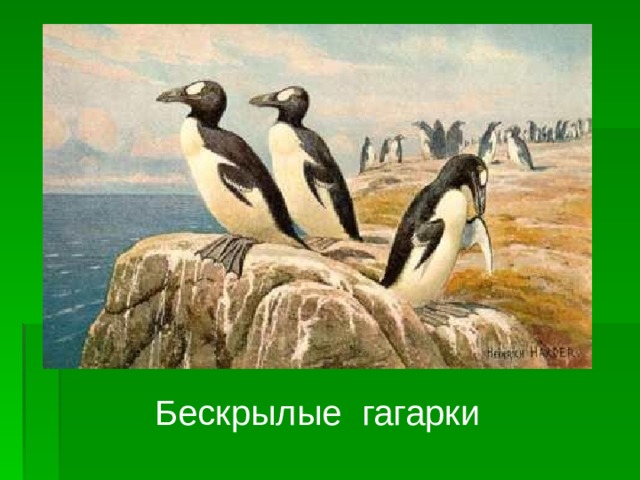 Бескрылые гагарки