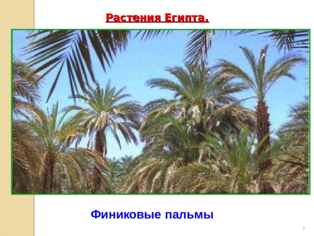 Растения Египта.   Финиковые пальмы  