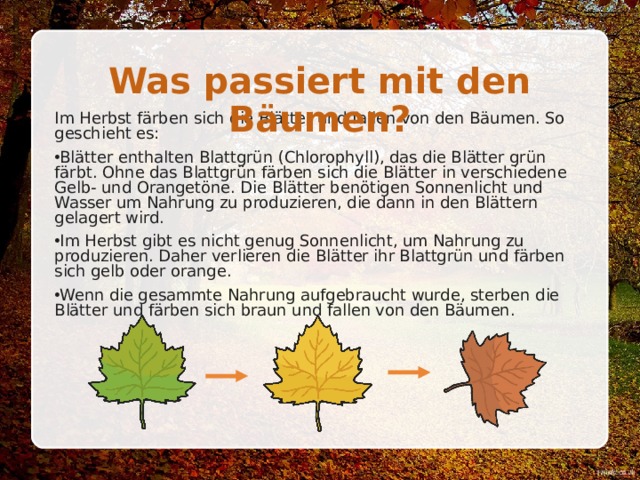 Was passiert mit den Bäumen? Im Herbst färben sich die Blätter und fallen von den Bäumen. So geschieht es: Blätter enthalten Blattgrün (Chlorophyll), das die Blätter grün färbt. Ohne das Blattgrün färben sich die Blätter in verschiedene Gelb- und Orangetöne. Die Blätter benötigen Sonnenlicht und Wasser um Nahrung zu produzieren, die dann in den Blättern gelagert wird. Im Herbst gibt es nicht genug Sonnenlicht, um Nahrung zu produzieren. Daher verlieren die Blätter ihr Blattgrün und färben sich gelb oder orange. Wenn die gesammte Nahrung aufgebraucht wurde, sterben die Blätter und färben sich braun und fallen von den Bäumen. 