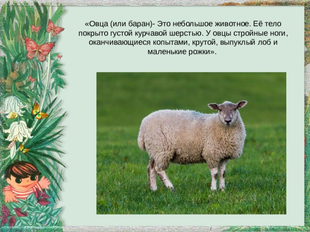 «Овца (или баран)- Это небольшое животное. Её тело покрыто густой курчавой шерстью. У овцы стройные ноги, оканчивающиеся копытами, крутой, выпуклый лоб и маленькие рожки». 