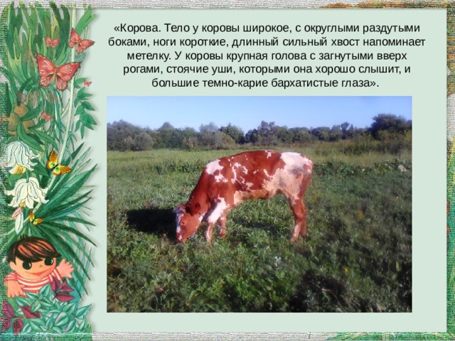 «Корова. Тело у коровы широкое, с округлыми раздутыми боками, ноги короткие, длинный сильный хвост напоминает метелку. У коровы крупная голова с загнутыми вверх рогами, стоячие уши, которыми она хорошо слышит, и большие темно-карие бархатистые глаза». 