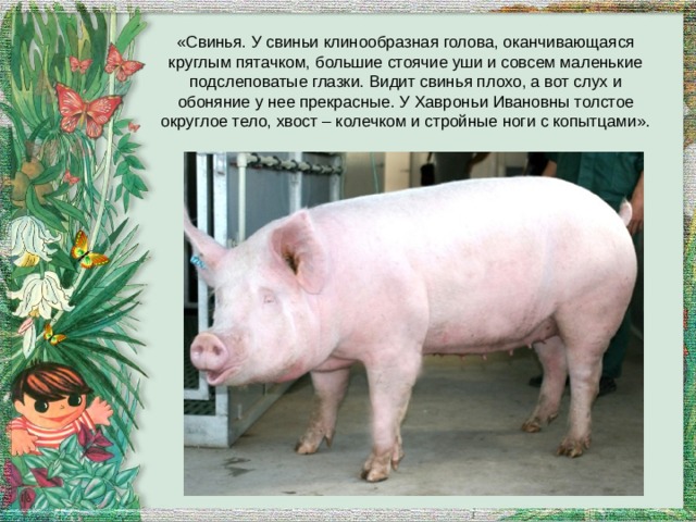 «Свинья. У свиньи клинообразная голова, оканчивающаяся круглым пятачком, большие стоячие уши и совсем маленькие подслеповатые глазки. Видит свинья плохо, а вот слух и обоняние у нее прекрасные. У Хавроньи Ивановны толстое округлое тело, хвост – колечком и стройные ноги с копытцами». 