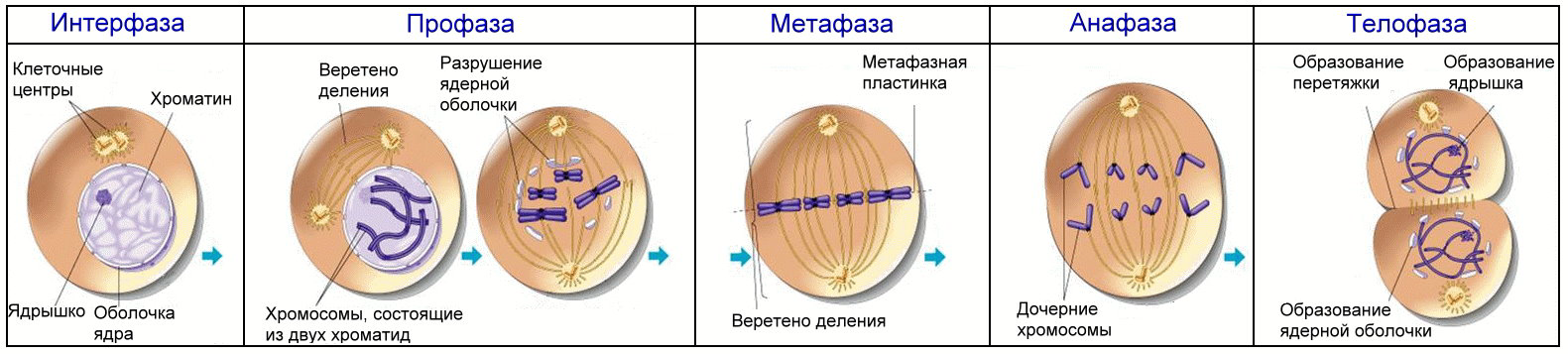 Когда будет первый этап. Формирование веретена деления митоз. Фазы клеточного цикла митоза. Фаза деления клетки 4n4c.