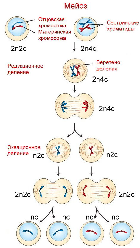 Мейоз хромосомы и днк