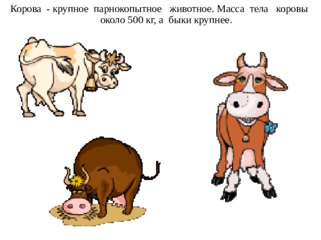 Корова - крупное парнокопытное животное. Масса тела коровы около 500 кг, а быки крупнее .