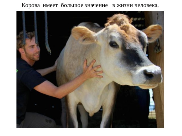 Корова имеет большое значение в жизни человека.