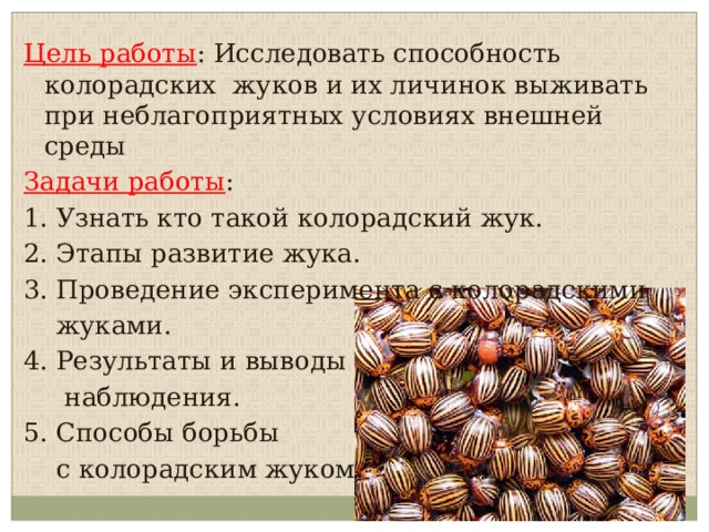 Развитие колорадского жука от личинки до взрослого в картинках