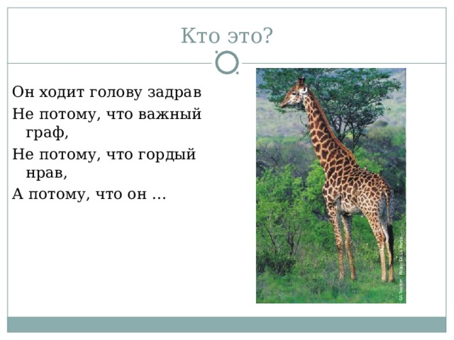 Стих животные жарких стран. Загадки о животных. Животные жарких стран загадки. Загадки про животных жарких стран для детей. Загадки про животных жарких стран.