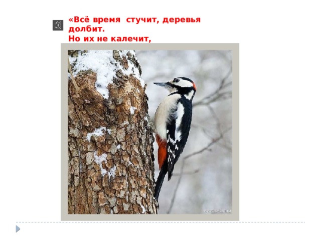 «Всё время стучит, деревья долбит. Но их не калечит, А только лечит!» 