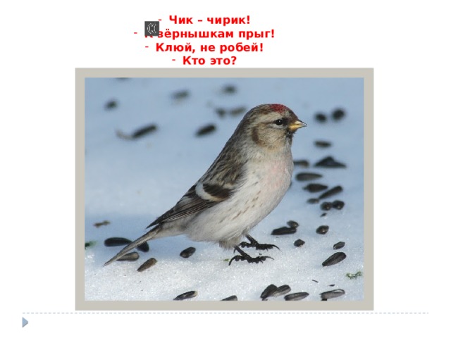 Чик – чирик! К зёрнышкам прыг! Клюй, не робей! Кто это? 
