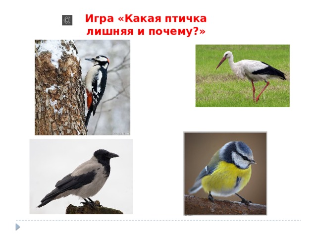 Игра «Какая птичка лишняя и почему?» 