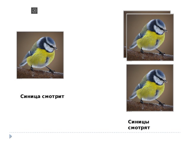 Синица смотрит Синицы смотрят 