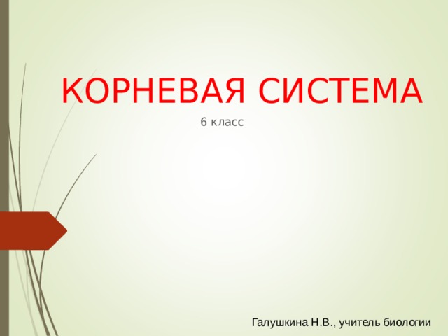 КОРНЕВАЯ СИСТЕМА 6 класс Галушкина Н.В., учитель биологии 