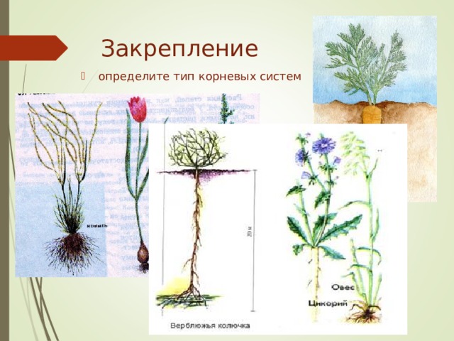 Закрепление   определите тип корневых систем  