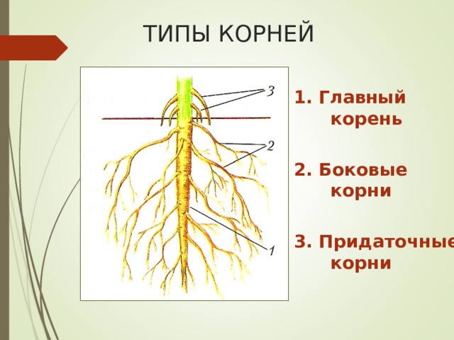 Корень рисунок биология 6 класс. Строение корня придаточные корни. Стержневая система главный корень и придаточные. Типы корневых систем главного придаточных смешанную. Система главного корня.