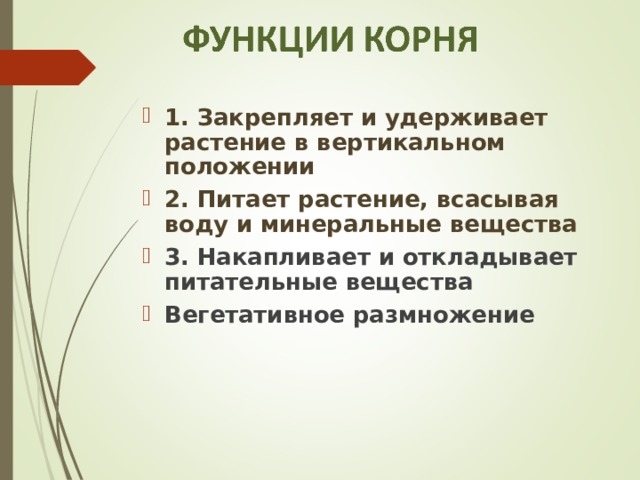 1. Закрепляет и удерживает растение в вертикальном положении 2. Питает растение, всасывая воду и минеральные вещества 3. Накапливает и откладывает питательные вещества Вегетативное размножение   