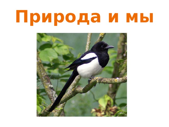 Природа и мы 
