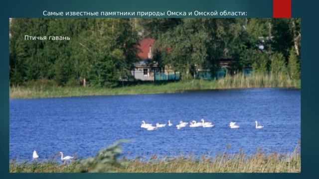 Самые известные памятники природы Омска и Омской области: Птичья гавань 
