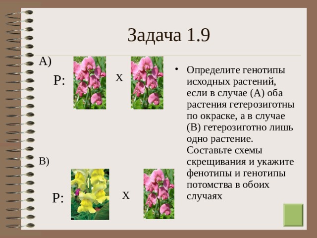 Задача 1.9 А) Определите генотипы исходных растений, если в случае (А) оба растения гетерозиготны по окраске, а в случае (В) гетерозиготно лишь одно растение. Составьте схемы скрещивания и укажите фенотипы и генотипы потомства в обоих случаях Р: Х В) Р: Х  