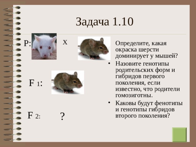 Задача 1.10 Р: Х Определите, какая окраска шерсти доминирует у мышей? Назовите генотипы родительских форм и гибридов первого поколения, если известно, что родители гомозиготны. Каковы будут фенотипы и генотипы гибридов второго поколения? F  1 : F  2: ?  