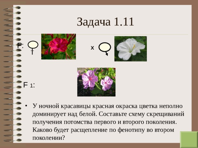 Задача 1.11 Р: Х F  1 : У ночной красавицы красная окраска цветка неполно доминирует над белой. Составьте схему скрещиваний получения потомства первого и второго поколения. Каково будет расщепление по фенотипу во втором поколении?  