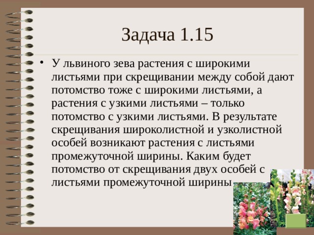 Задача 1.15 У львиного зева растения с широкими листьями при скрещивании между собой дают потомство тоже с широкими листьями, а растения с узкими листьями – только потомство с узкими листьями. В результате скрещивания широколистной и узколистной особей возникают растения с листьями промежуточной ширины. Каким будет потомство от скрещивания двух особей с листьями промежуточной ширины  
