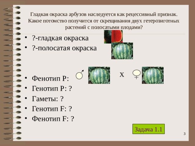 Гладкая окраска арбузов наследуется как рецессивный признак. Какое потомство получится от скрещивания двух гетерозиготных растений с полосатыми плодами? ?-гладкая окраска ?-полосатая окраска   Фенотип Р: Генотип Р: ? Гаметы: ? Генотип F : ? Фенотип F : ? Х Задача 1.1  