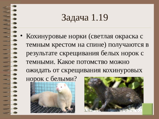 Задача 1.19 Кохинуровые норки (светлая окраска с темным крестом на спине) получаются в результате скрещивания белых норок с темными. Какое потомство можно ожидать от скрещивания кохинуровых норок с белыми?  