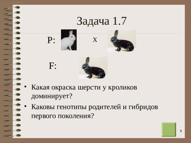 Задача 1.7 Р: Х F : Какая окраска шерсти у кроликов доминирует? Каковы генотипы родителей и гибридов первого поколения?  