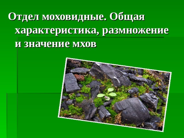 Отдел моховидные. Общая характеристика, размножение и значение мхов  