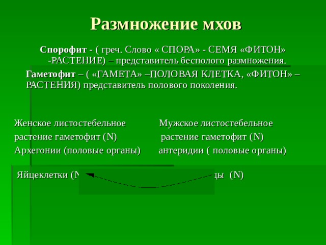 Размножение мхов Спорофит - ( греч. Слово « СПОРА» - СЕМЯ «ФИТОН» -РАСТЕНИЕ) – представитель бесполого размножения. Гаметофит – ( «ГАМЕТА» –ПОЛОВАЯ КЛЕТКА, «ФИТОН» – РАСТЕНИЯ) представитель полового поколения. Женское листостебельное Мужское листостебельное растение гаметофит ( N )  растение гаметофит ( N) Архегонии (половые органы) антеридии (  половые органы)   Яйцеклетки ( N ) сперматозоиды ( N ) 