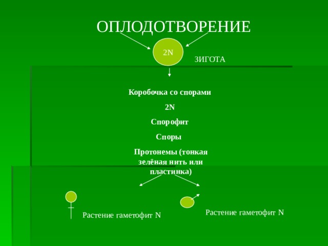 Протонема мха зеленая нить