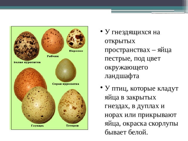 Разнообразие формы и цвета яиц У гнездящихся на открытых пространствах – яйца пестрые, под цвет окружающего ландшафта У птиц, которые кладут яйца в закрытых гнездах, в дуплах и норах или прикрывают яйца, окраска скорлупы бывает белой. 