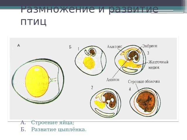 Размножение и развитие птиц А А. Строение яйца; Б. Развитие цыплёнка. 