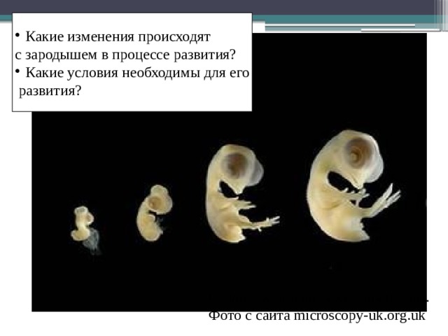 Какие изменения происходят с зародышем в процессе развития? Какие условия необходимы для его  развития? Стадии развития зародыша птицы. Фото с сайта microscopy-uk.org.uk  