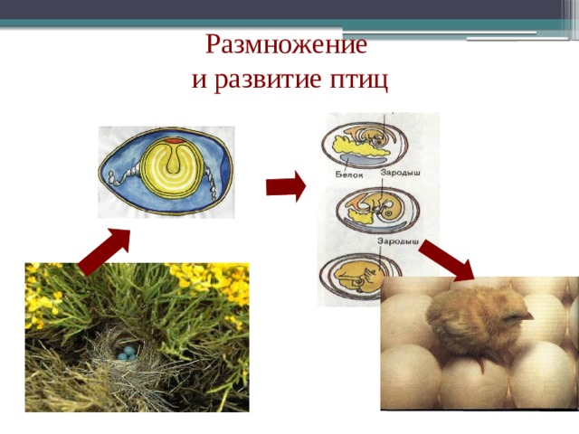 Размножение и развитие птиц 