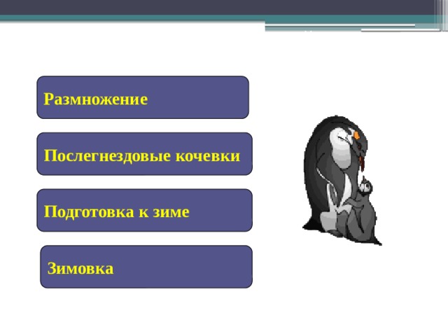 Годовой жизненный цикл Размножение Послегнездовые кочевки Подготовка к зиме Зимовка 