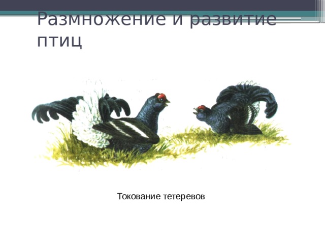 Размножение и развитие птиц Токование тетеревов 