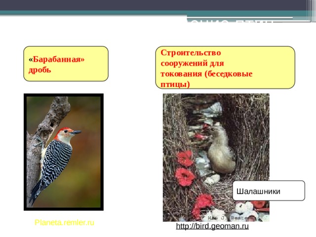 Ритуальное поведение птиц Строительство « Барабанная» сооружений для дробь токования (беседковые птицы) Шалашники Planeta.remler.ru http://bird.geoman.ru    