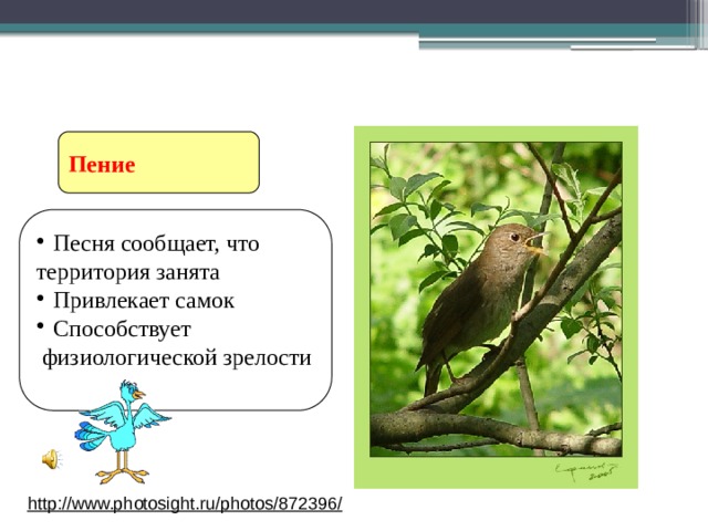 Ритуальное поведение птиц Пение Песня сообщает, что территория занята Привлекает самок Способствует  физиологической зрелости http://www.photosight.ru/photos/872396/  