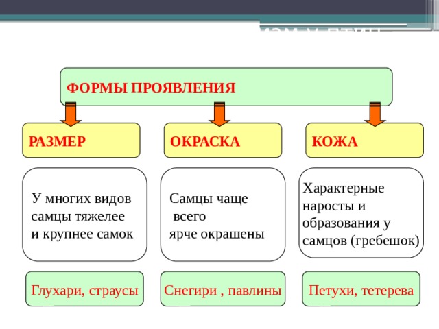 Половой диморфизм у птиц ФОРМЫ ПРОЯВЛЕНИЯ РАЗМЕР ОКРАСКА КОЖА У многих видов Самцы чаще Характерные самцы тяжелее  всего наросты и ярче окрашены образования у и крупнее самок самцов (гребешок) Глухари, страусы Снегири , павлины Петухи, тетерева 