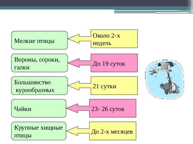 Насиживание Около 2-х недель Мелкие птицы  Вороны, сороки, До 19 суток галки Большинство 21 сутки  курообразных Чайки  23- 26 суток Крупные хищные До 2-х месяцев птицы 
