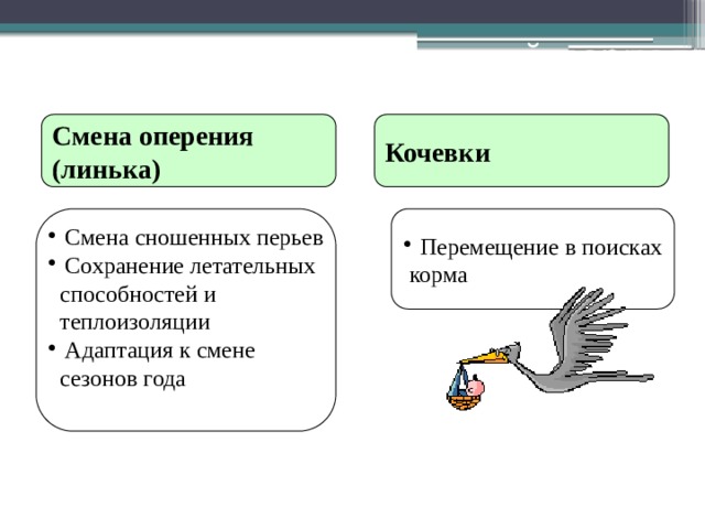 Послегнездовой период Кочевки  Смена оперения (линька) Смена сношенных перьев Сохранение летательных  способностей и Перемещение в поисках  корма  теплоизоляции Адаптация к смене  сезонов года 