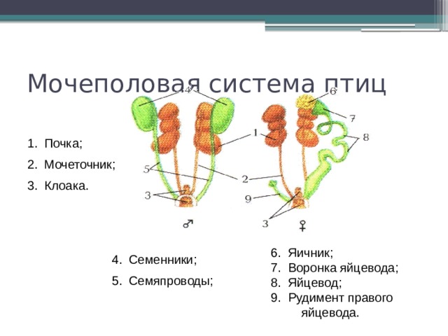 Мочеполовая система птиц Почка; Мочеточник; Клоака. Семенники; Семяпроводы; 6. Яичник; 7. Воронка яйцевода; 8. Яйцевод; 9. Рудимент правого яйцевода. 
