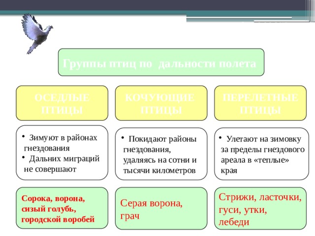 Сезонные миграции Группы птиц по дальности полета ОСЕДЛЫЕ КОЧУЮЩИЕ ПЕРЕЛЕТНЫЕ ПТИЦЫ ПТИЦЫ ПТИЦЫ Зимуют в районах  гнездования Дальних миграций  не совершают Покидают районы Улетают на зимовку  за пределы гнездового  гнездования,  удаляясь на сотни и  ареала в «теплые»  края  тысячи километров Сорока, ворона, Серая ворона, Стрижи, ласточки, сизый голубь, грач гуси, утки, городской воробей лебеди 