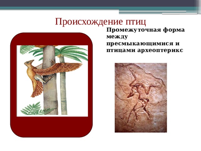Происхождение птиц Промежуточная форма между пресмыкающимися и птицами археоптерикс 