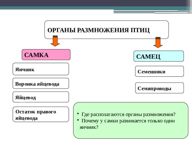 ОРГАНЫ РАЗМНОЖЕНИЯ ПТИЦ САМКА САМЕЦ Яичник Семенники Воронка яйцевода Семяпроводы Яйцевод Где располагаются органы размножения? Почему у самки развивается только один  яичник? Остаток правого яйцевода 
