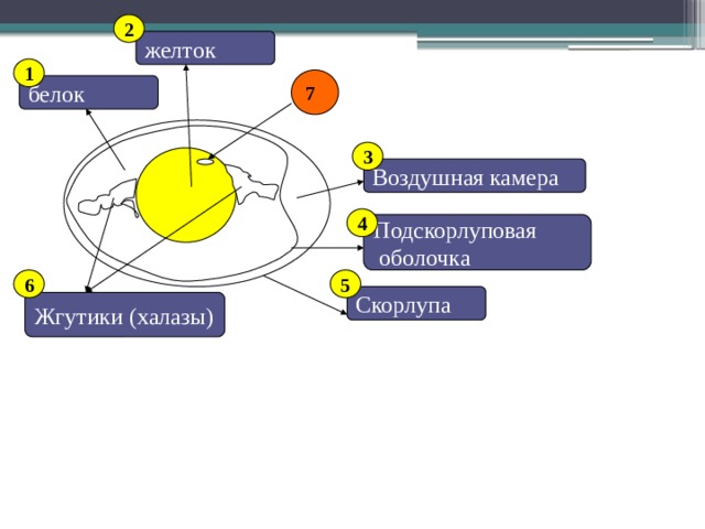 2 желток 1 7 белок Строение яйца 3 Воздушная камера 4 Подскорлуповая  оболочка 5 6 Скорлупа Жгутики (халазы) 