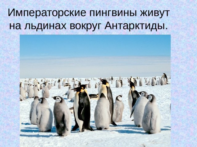 Императорские пингвины живут на льдинах вокруг Антарктиды. 